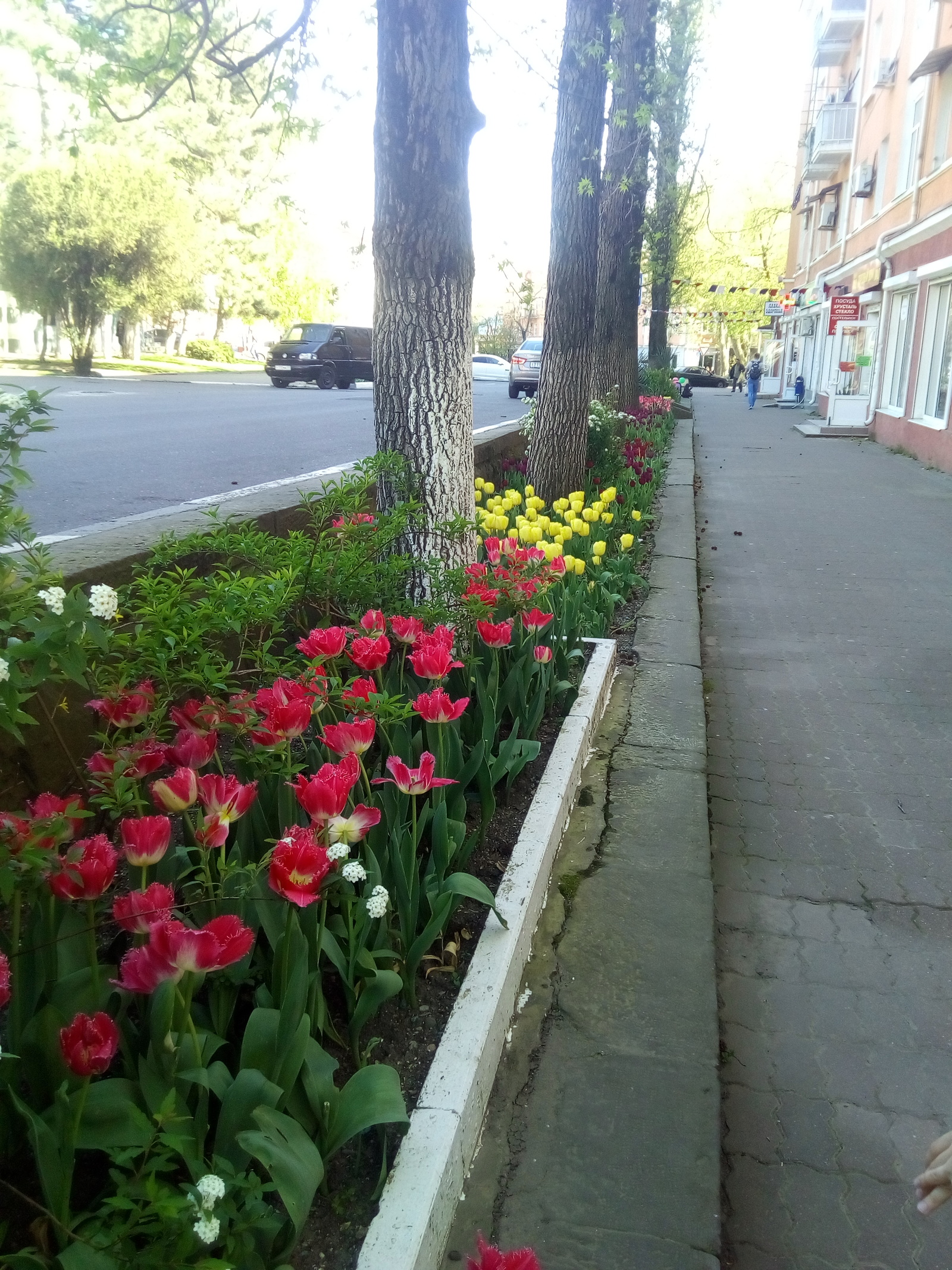 city ??tulips - My, Flowers, Tuapse, Spring, Longpost