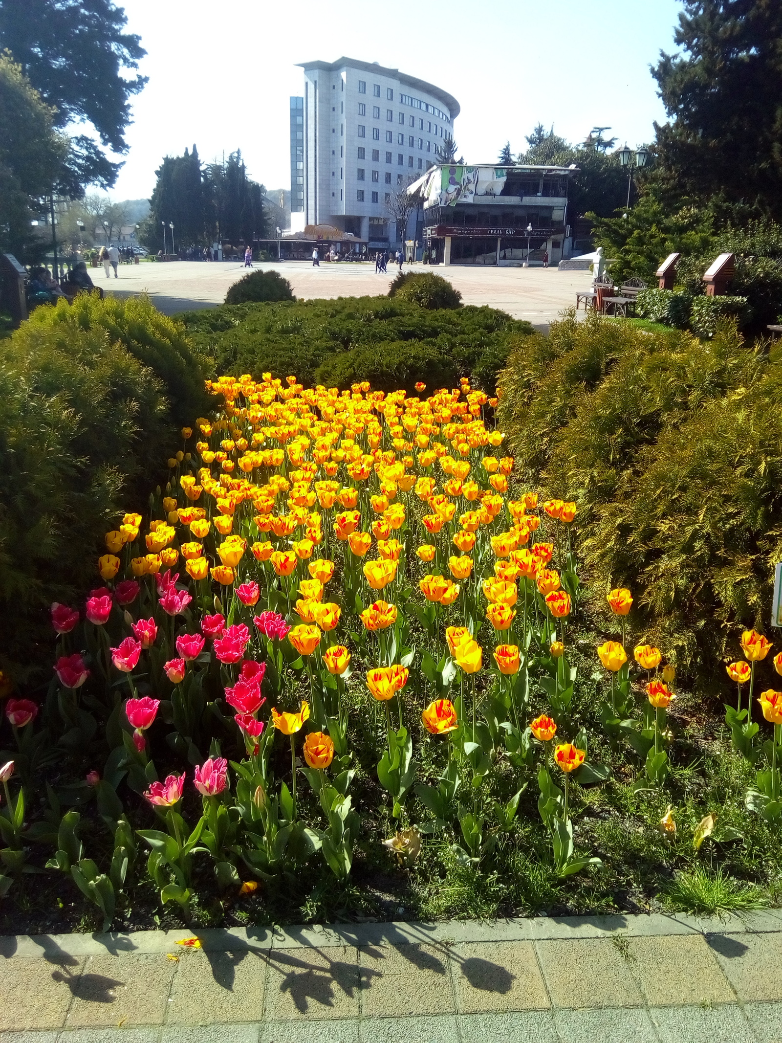 city ??tulips - My, Flowers, Tuapse, Spring, Longpost