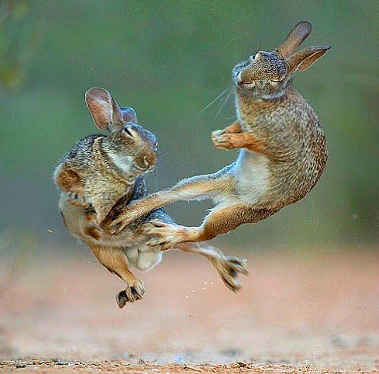 Everybody was Kung Fu Fighting - Kung Fu, Hare