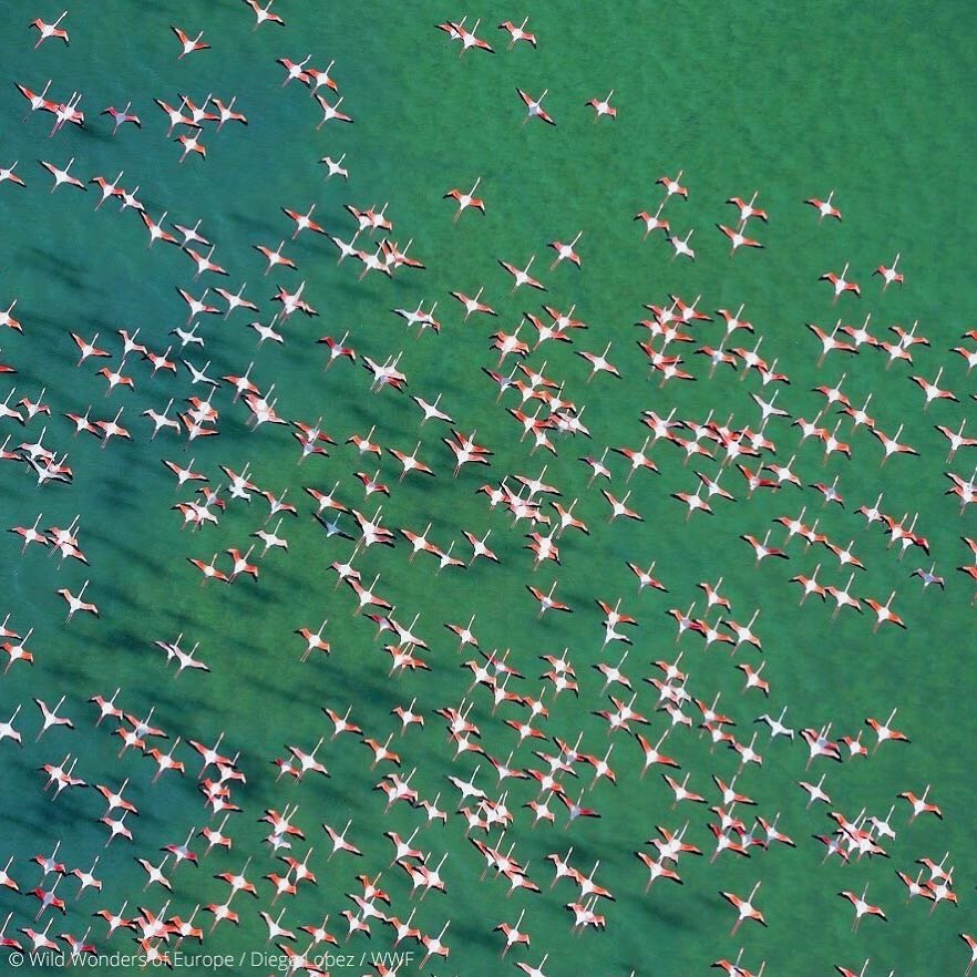 Стая фламинго, Кадис, Андалусия, Испания. - Фотография, Instagram, WWF, Фламинго, Природа, Животные