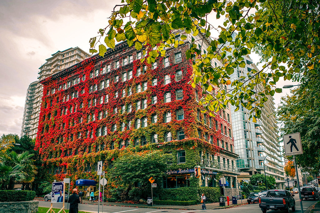 overgrown - Vancouver, Canada, Hotel, Thicket, Leaves, The photo