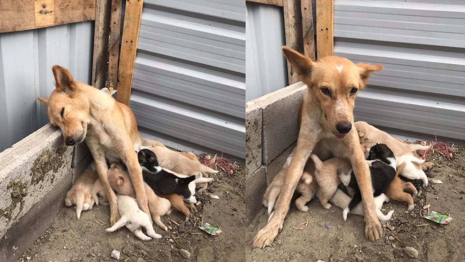 The happiness of motherhood - Dog, Puppies, Mum, Fatigue, Feeding, Milota