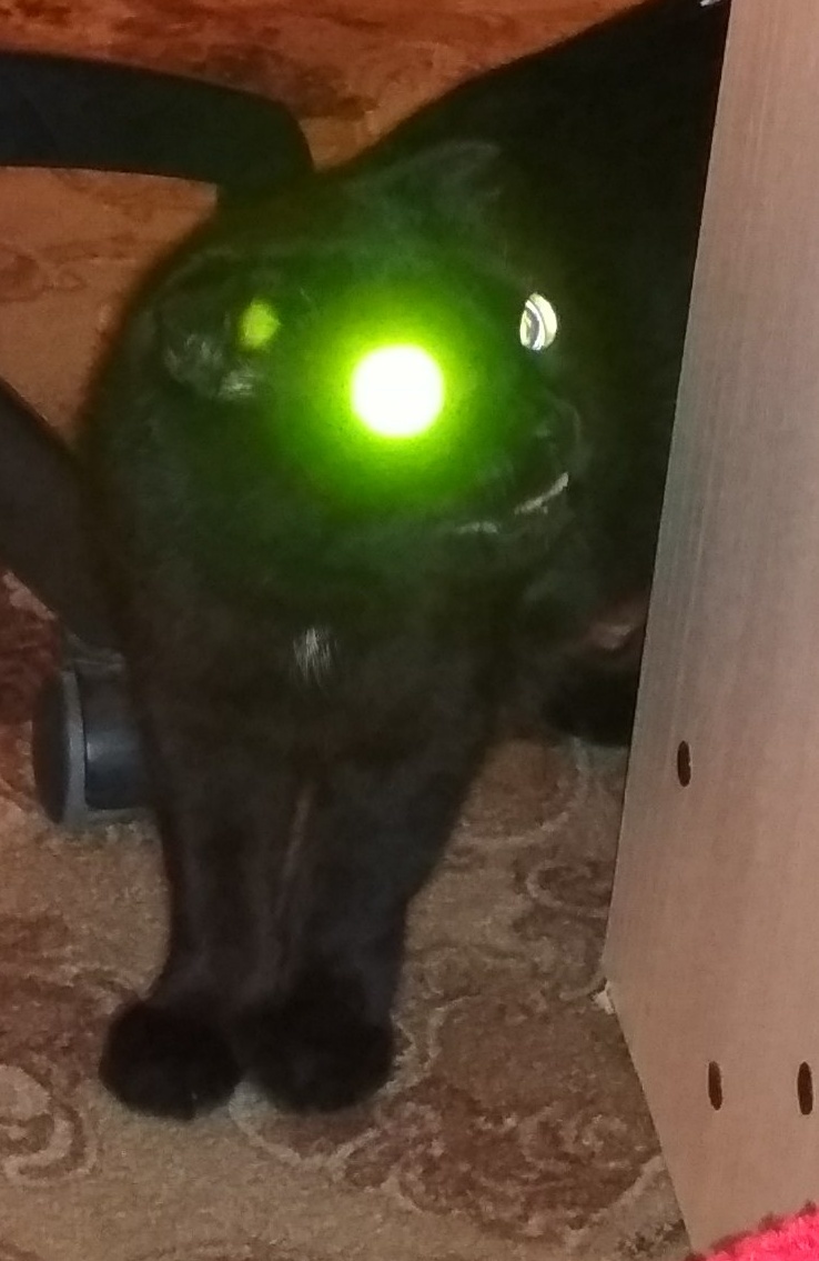 Terminator cat. - My, cat, Cat with lamp, Catomafia, Eyes