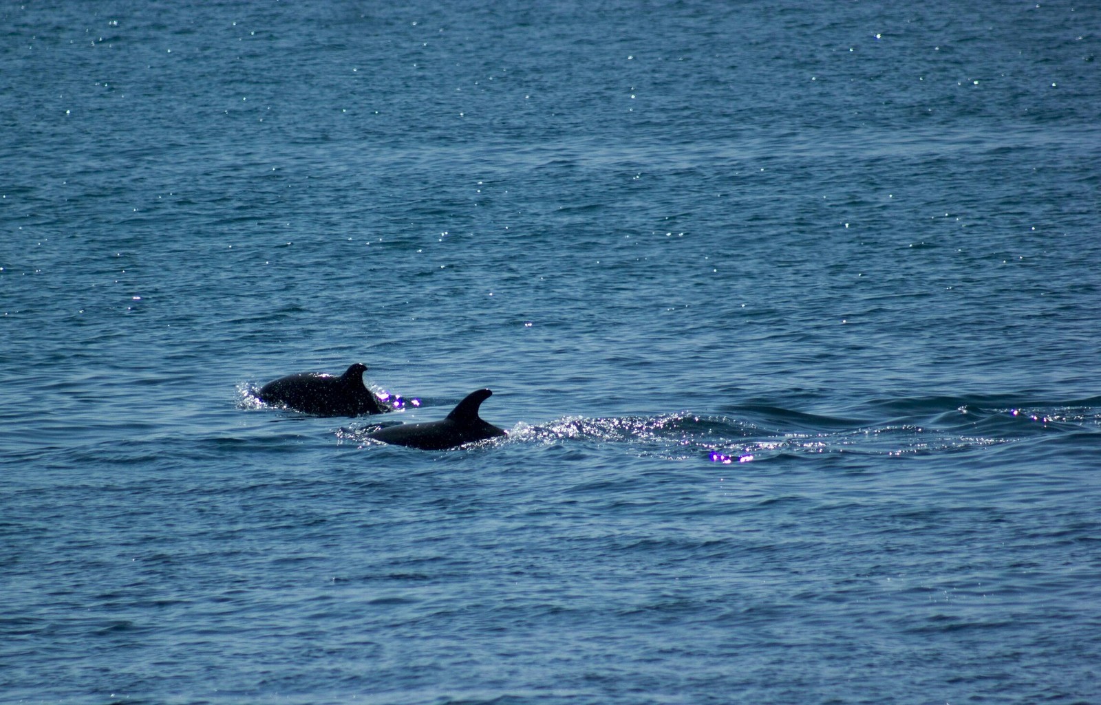 Dolphins are chasing fish - My, Dolphin, Sea, Tuapse, The photo, Longpost