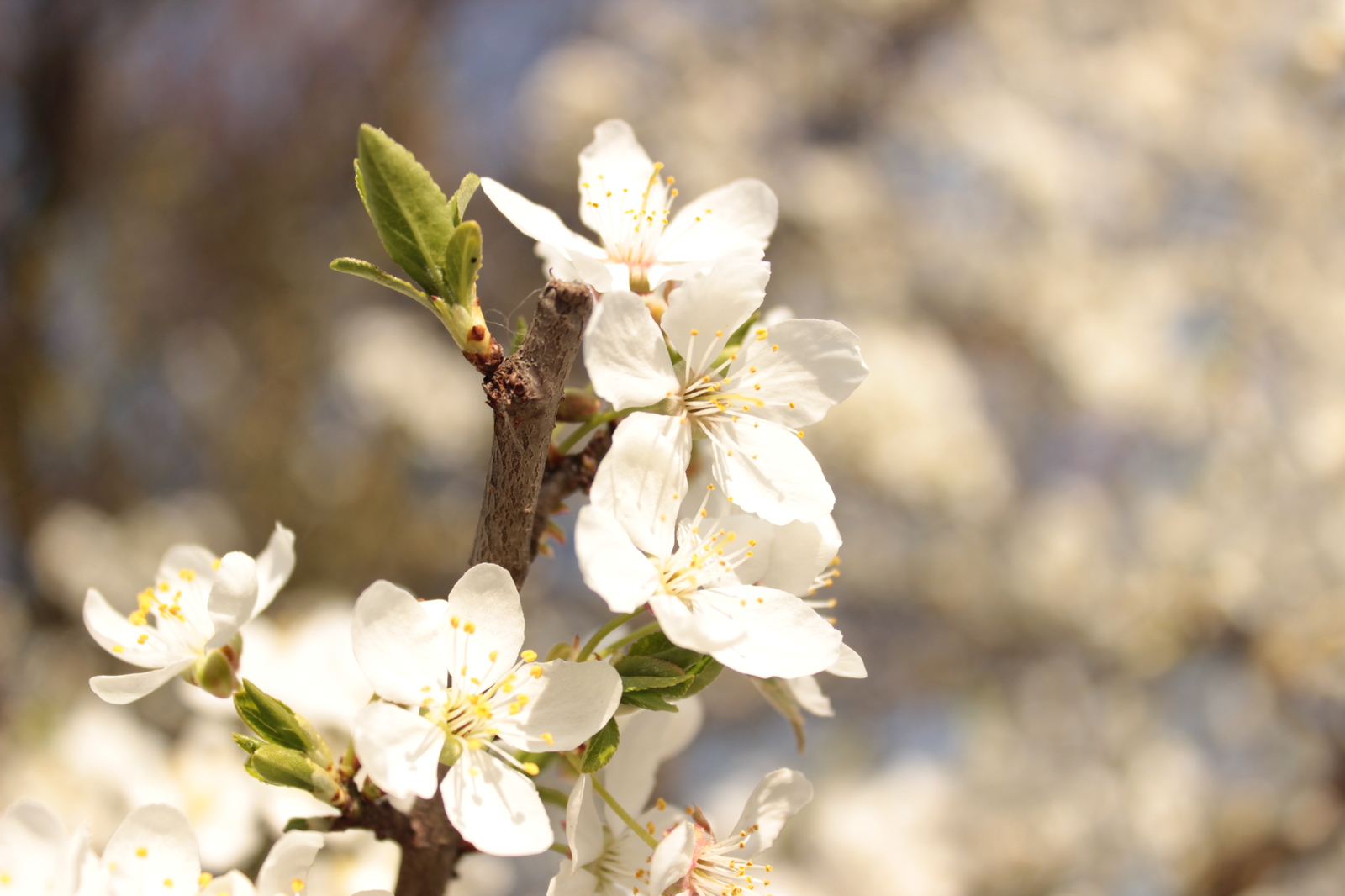 Spring - Spring, Tree, Flowers, My, Beginning photographer, Longpost