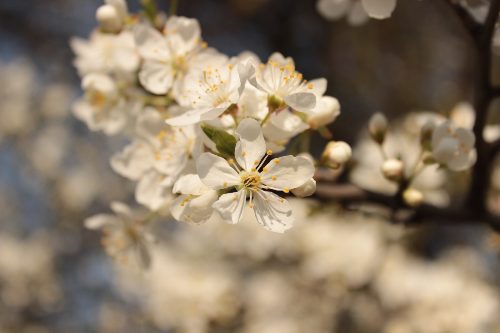 Spring - Spring, Tree, Flowers, My, Beginning photographer, Longpost