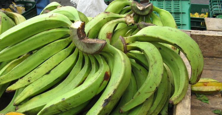 types of bananas - Banana, , Ecuador, , Longpost