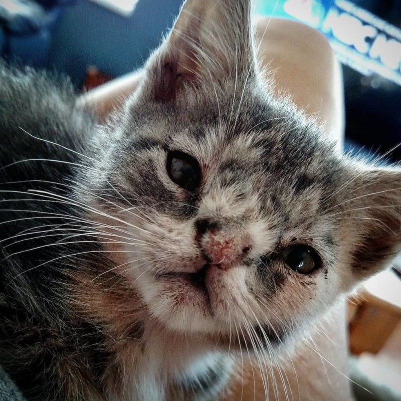 Kitten with wool nose - cat, , , Longpost, Genetic diseases