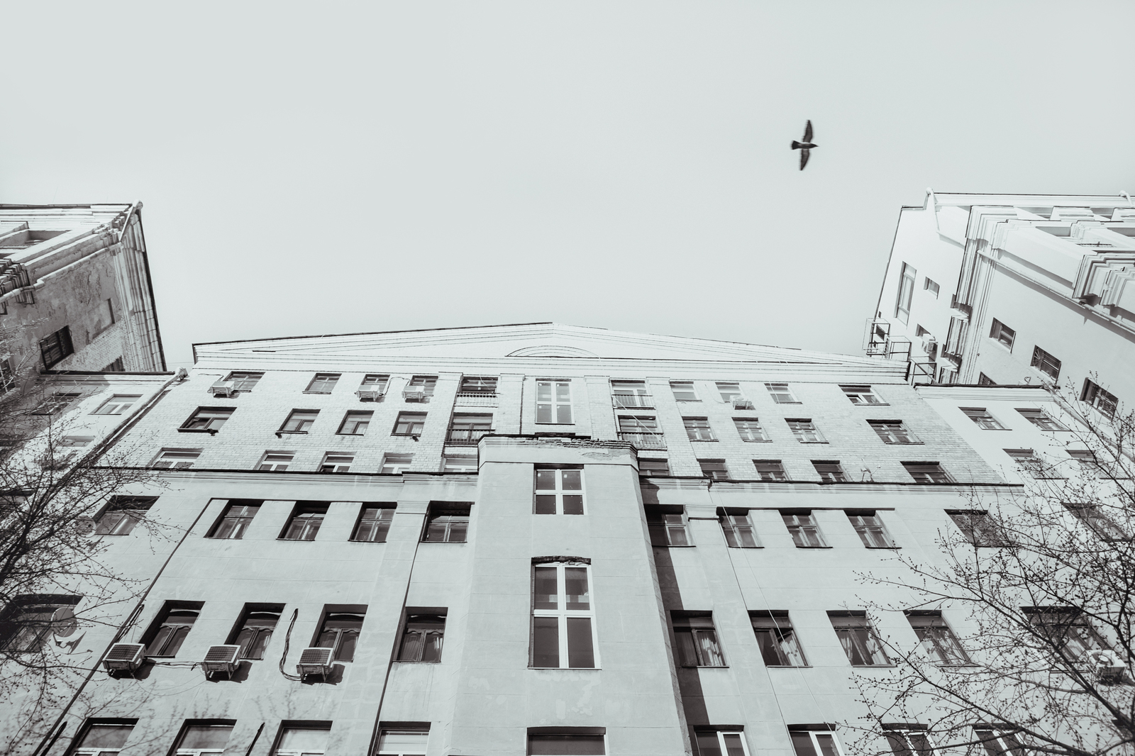 Bird - My, Birds, Moscow, Black and white