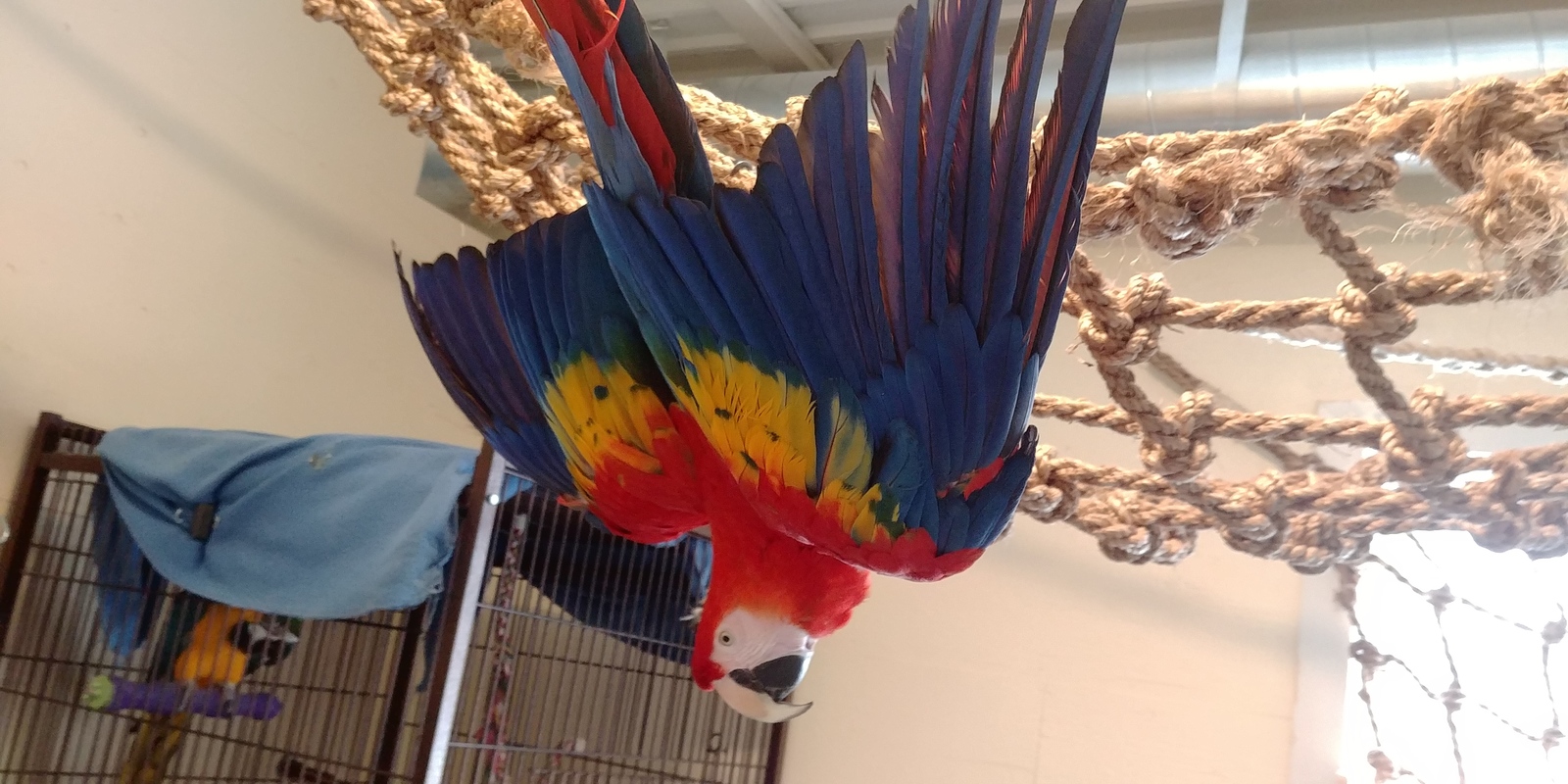 He just loves to hang like that! - My, A parrot, Shelter, Macaw parrots, Longpost