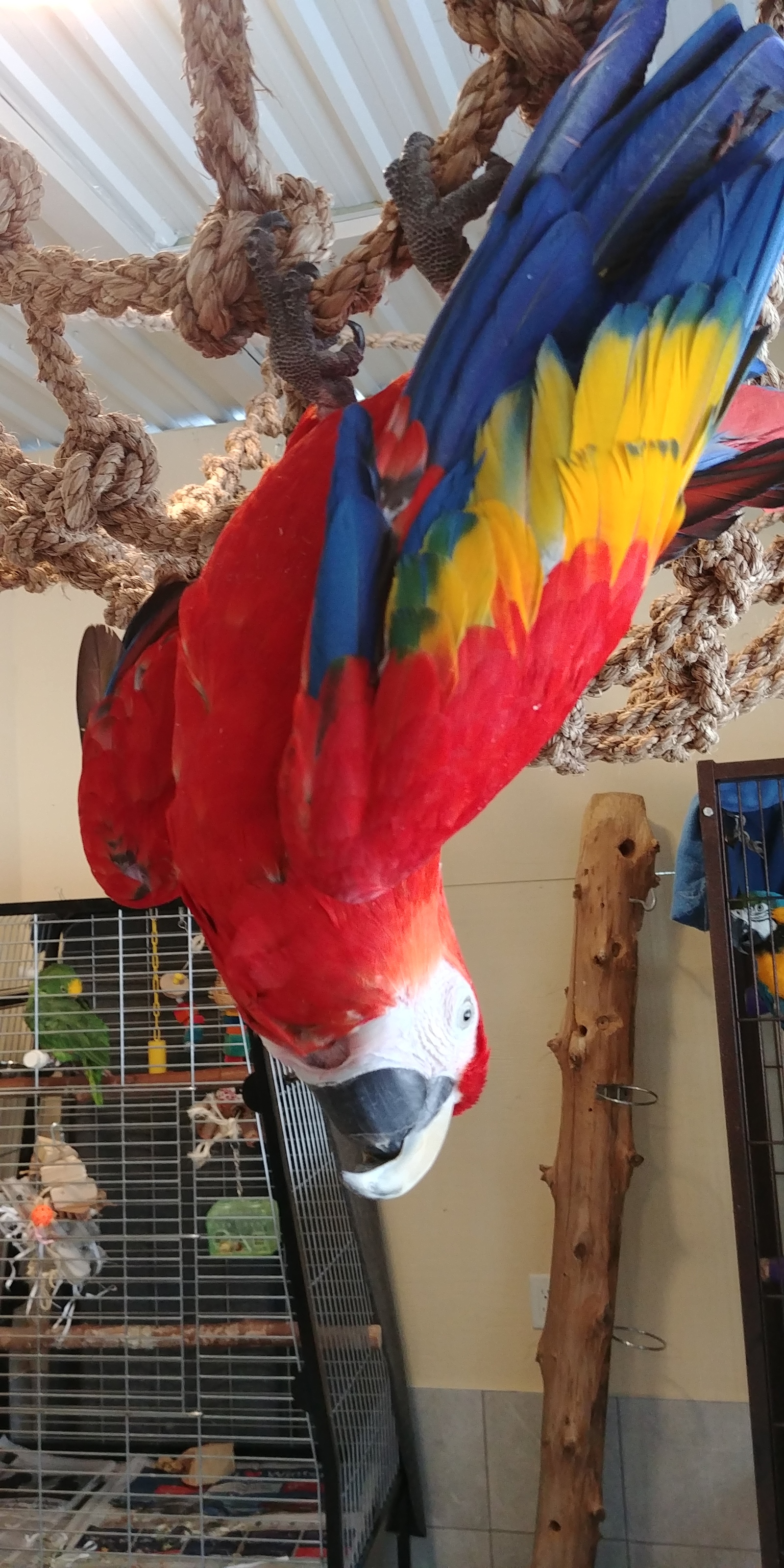 He just loves to hang like that! - My, A parrot, Shelter, Macaw parrots, Longpost