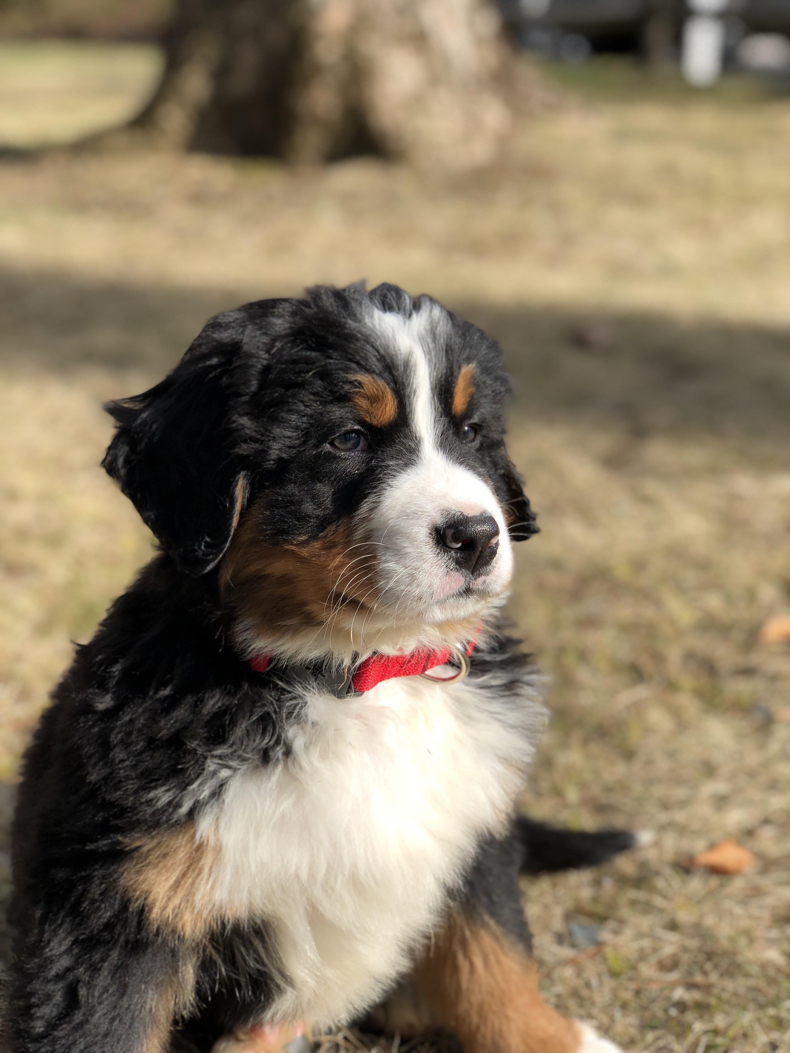 Confident dog - Images, Dog, Bernese mountain dog, Puppies