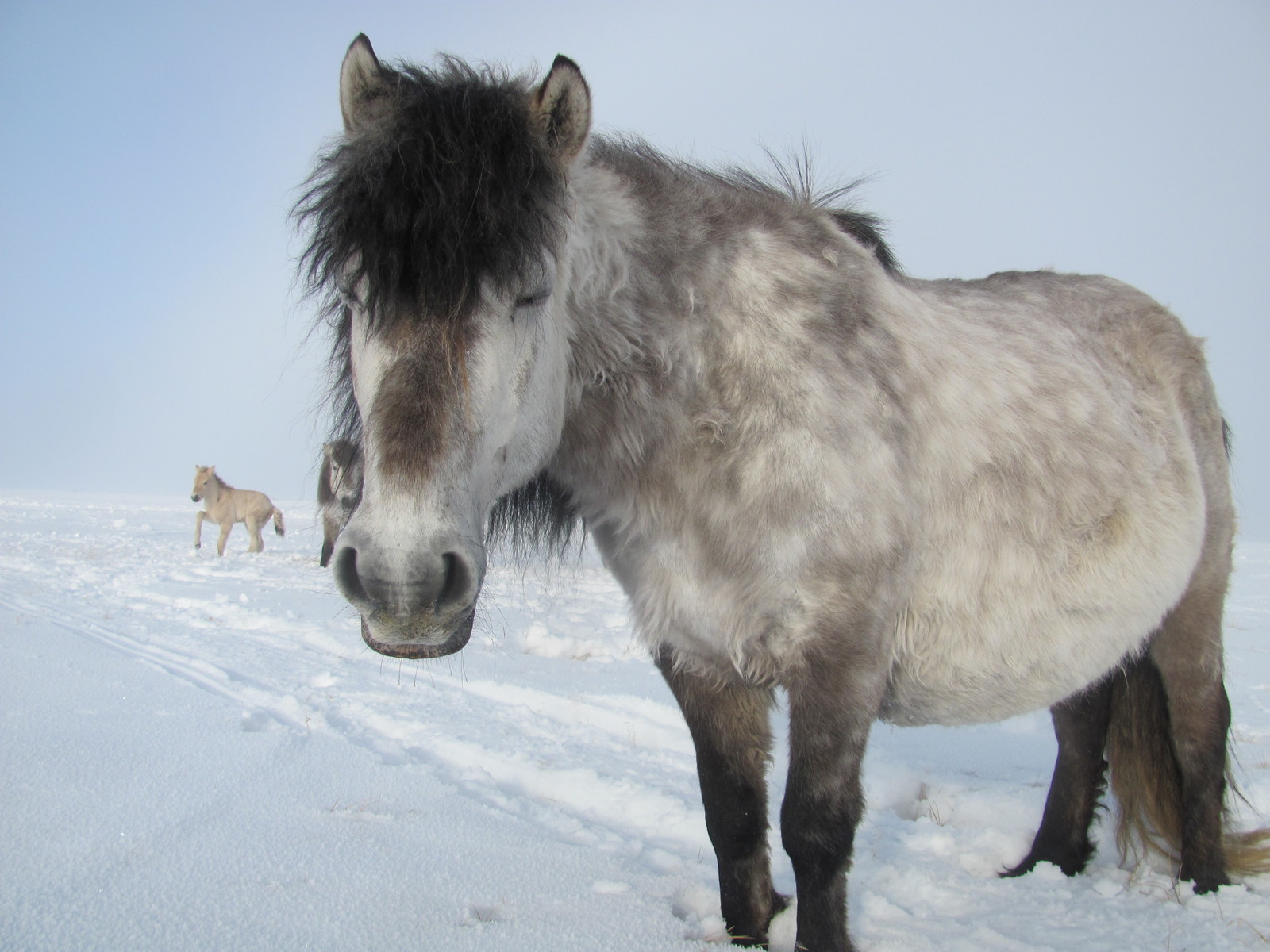 polar station. Our pets. (Part III) - My, Arctic, Polar explorers, Wintering, Far North, Northern Sea Route, Longpost, Video