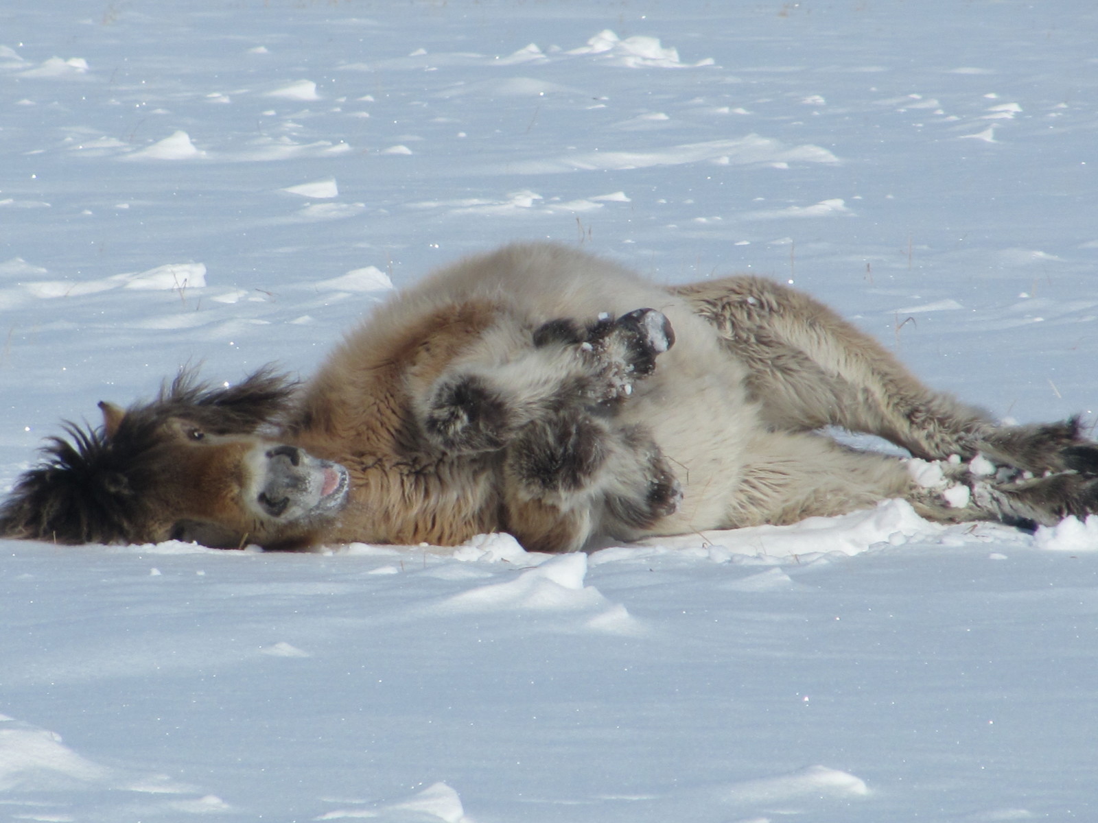 polar station. Our pets. (Part III) - My, Arctic, Polar explorers, Wintering, Far North, Northern Sea Route, Longpost, Video