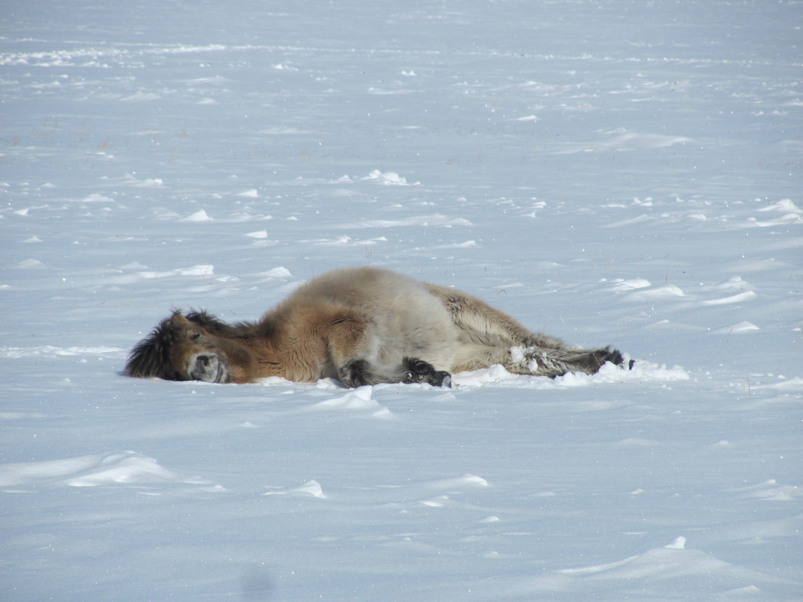 polar station. Our pets. (Part III) - My, Arctic, Polar explorers, Wintering, Far North, Northern Sea Route, Longpost, Video