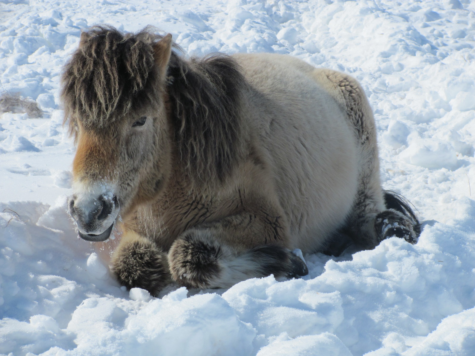 polar station. Our pets. (Part III) - My, Arctic, Polar explorers, Wintering, Far North, Northern Sea Route, Longpost, Video