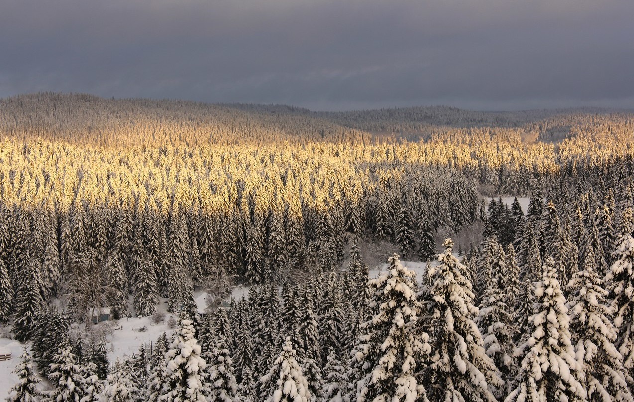 Such a different Karelia. - My, Карелия, Water, Forest, Nature, , Longpost