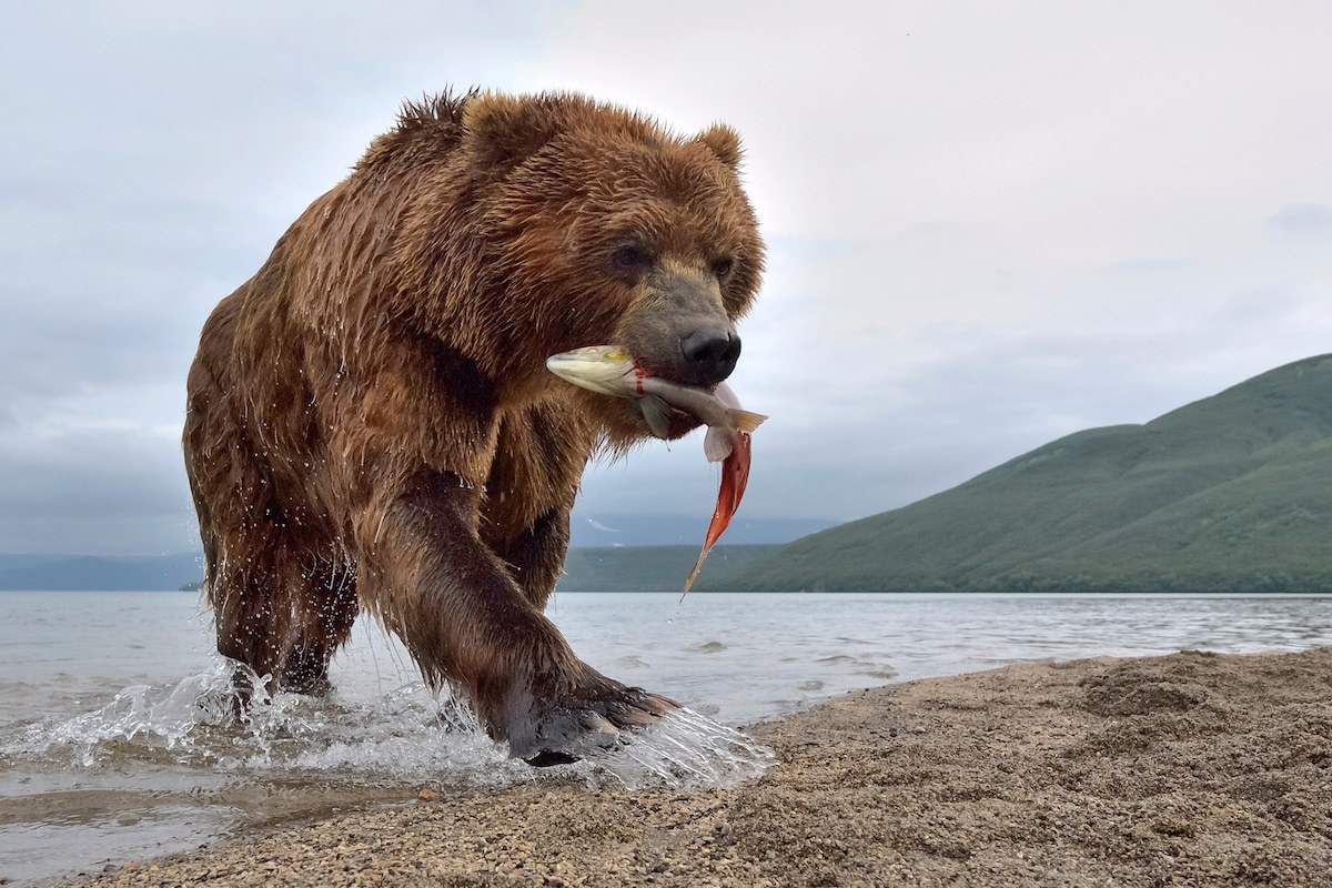 Incredible photos of brown bears in Kamchatka - The Bears, Brown bears, Kamchatka, The nature of Russia, Longpost