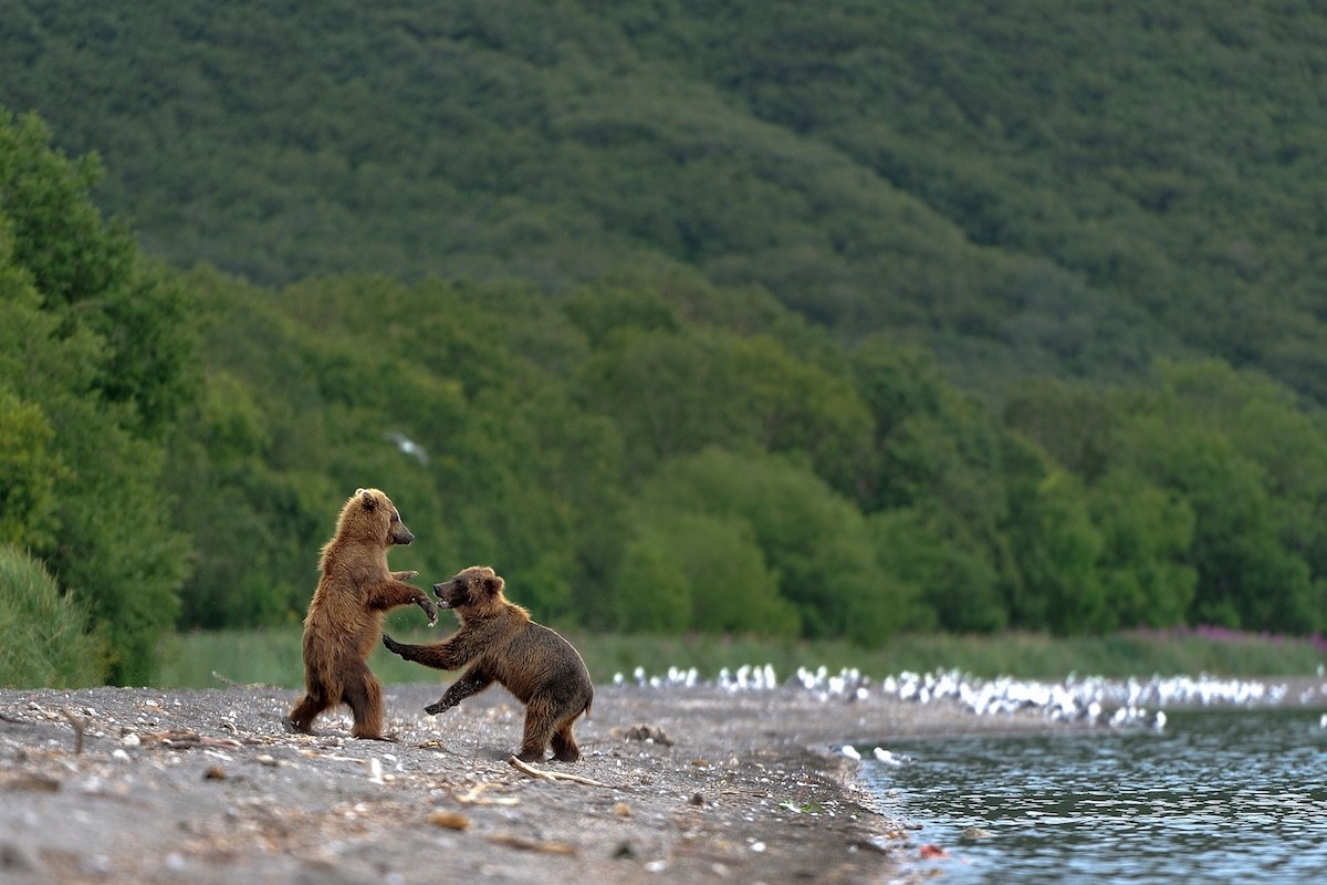 Incredible photos of brown bears in Kamchatka - The Bears, Brown bears, Kamchatka, The nature of Russia, Longpost