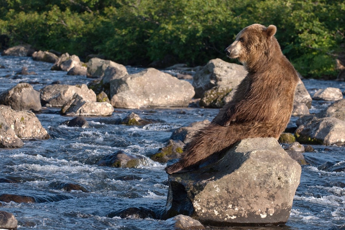 Incredible photos of brown bears in Kamchatka - The Bears, Brown bears, Kamchatka, The nature of Russia, Longpost