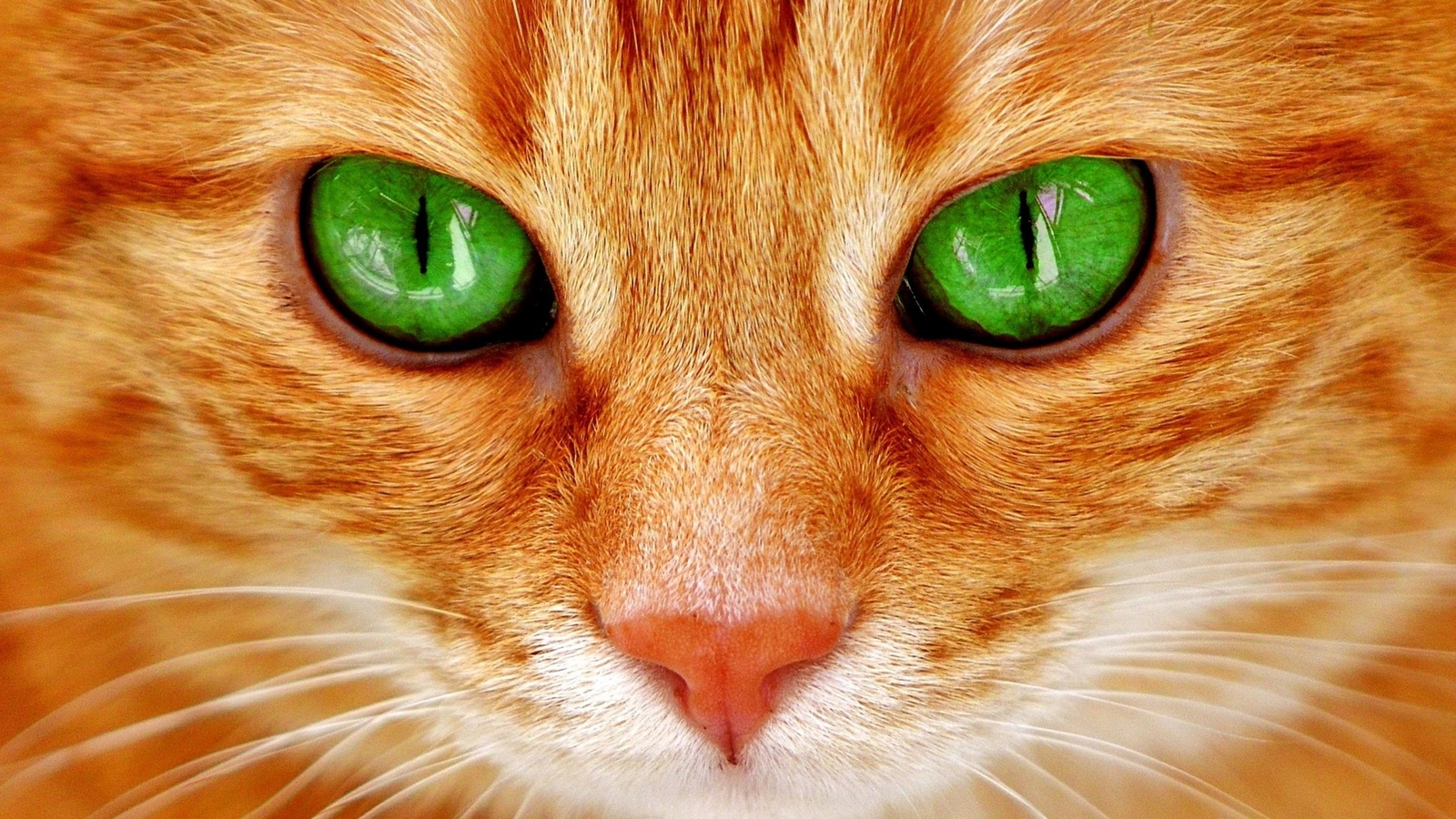 Eyes - cat, Green eyes