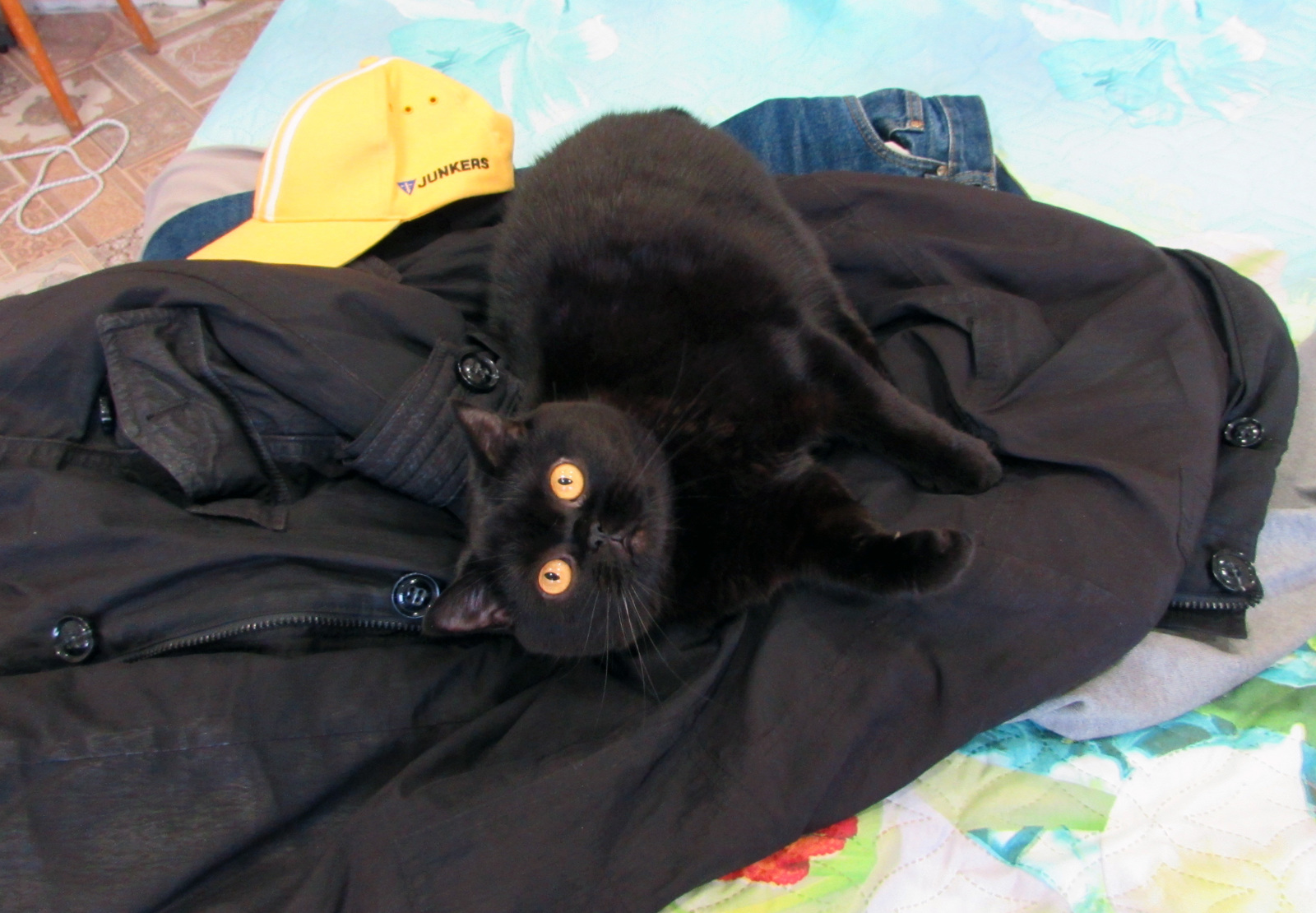 Черная кошка на черном фоне | Пикабу