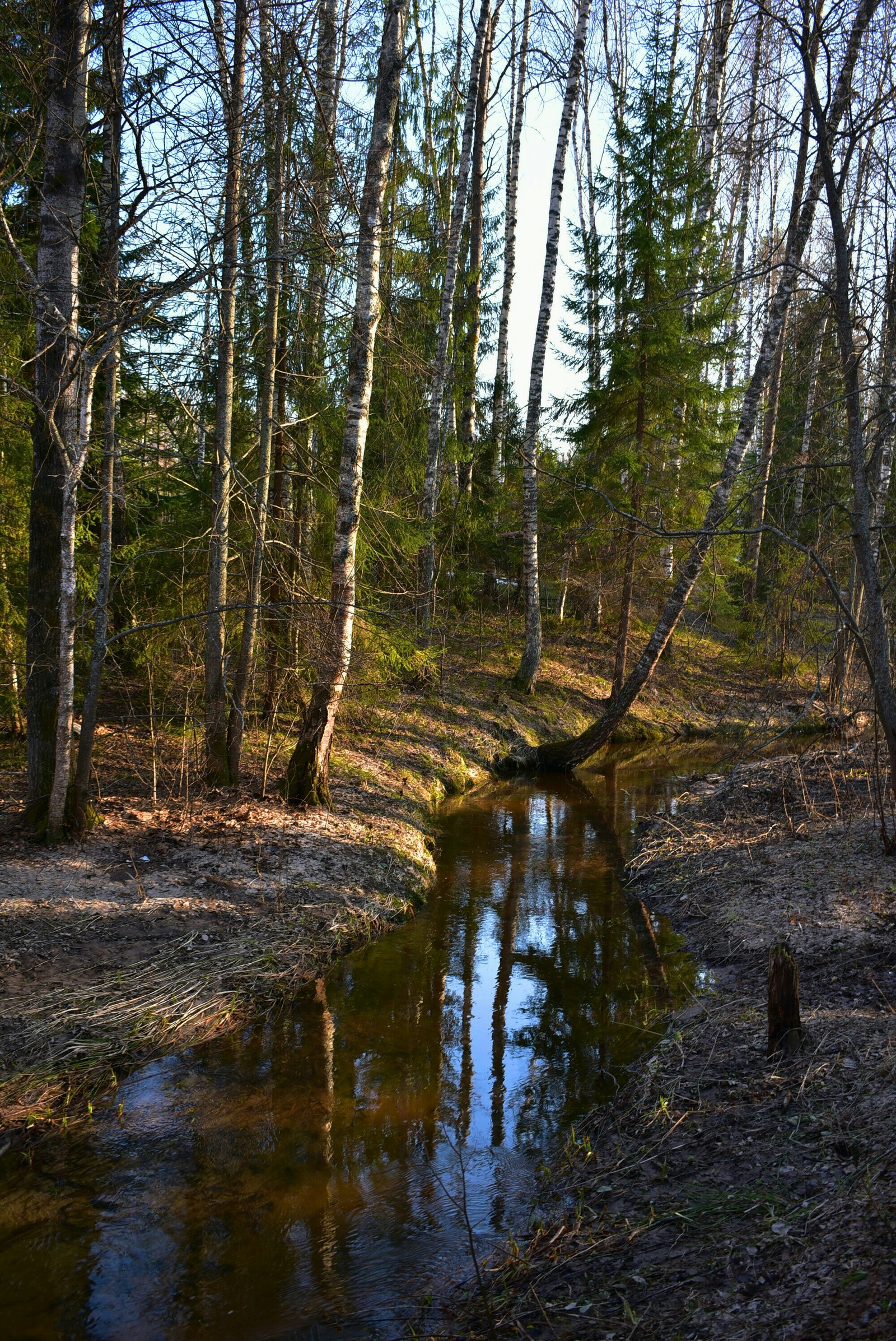 Spring forest - My, Forest, Spring, The sun, Nikon d3400, Beginning photographer, Longpost