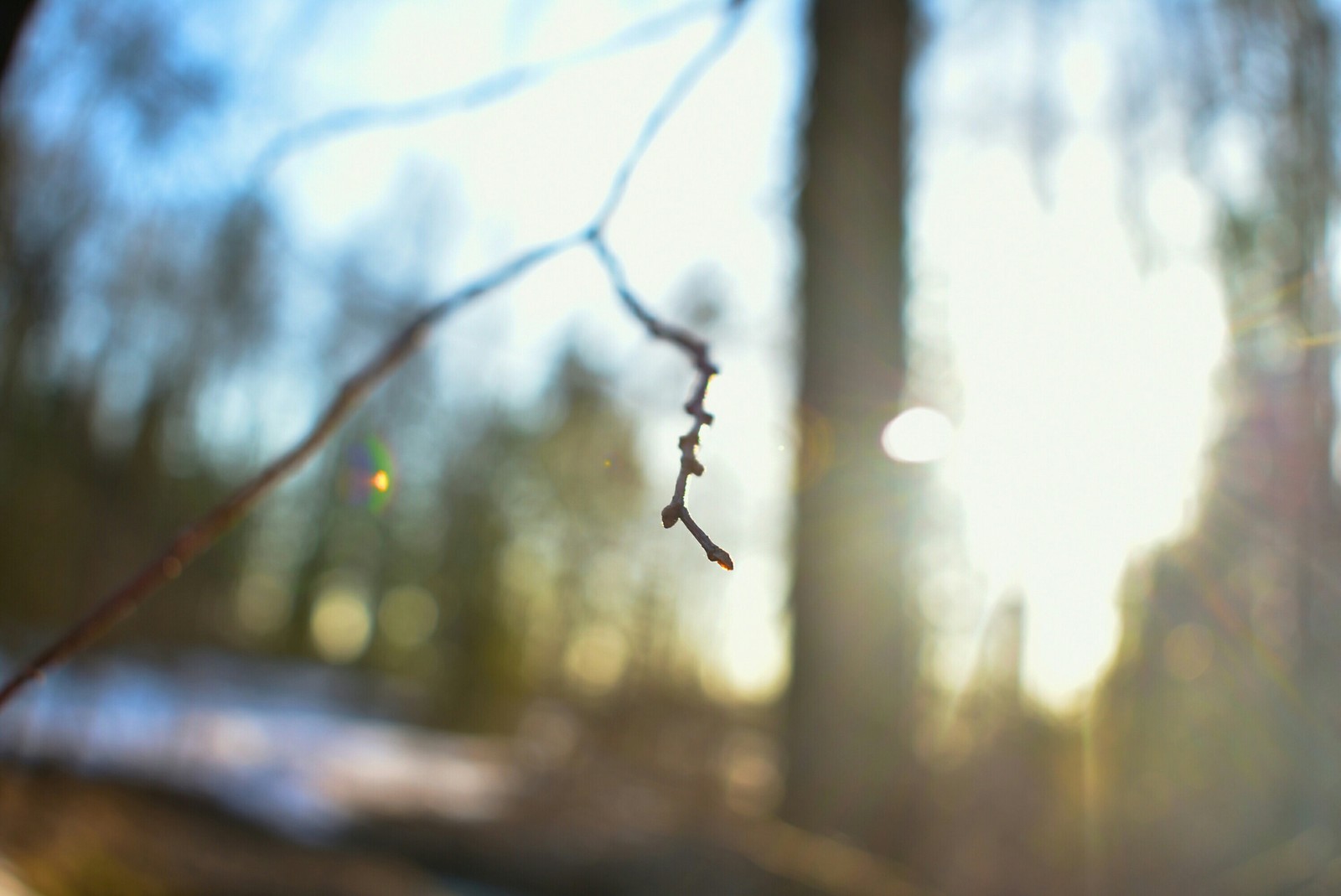 It's just that) I don't even know what to call it... Just trying to save the sun (Photos are almost completely out of focus) - My, Macro, Forest, The sun, Spring, Beginning photographer, Nikon d3400, Longpost, Macro photography