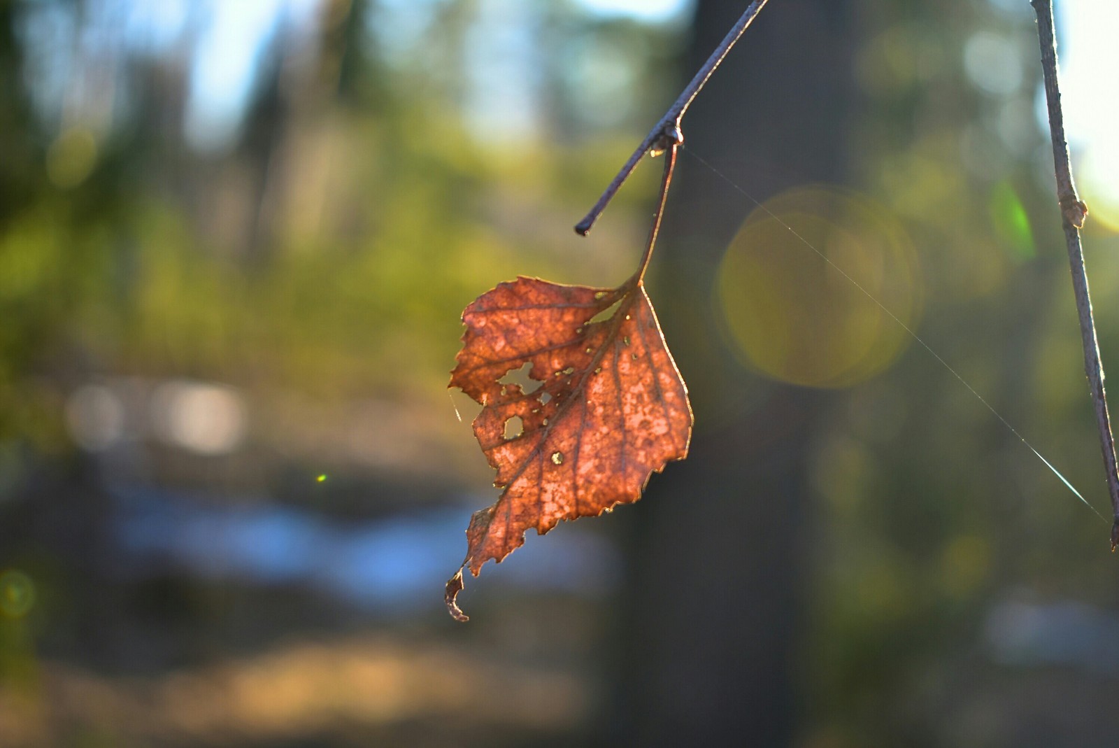 It's just that) I don't even know what to call it... Just trying to save the sun (Photos are almost completely out of focus) - My, Macro, Forest, The sun, Spring, Beginning photographer, Nikon d3400, Longpost, Macro photography