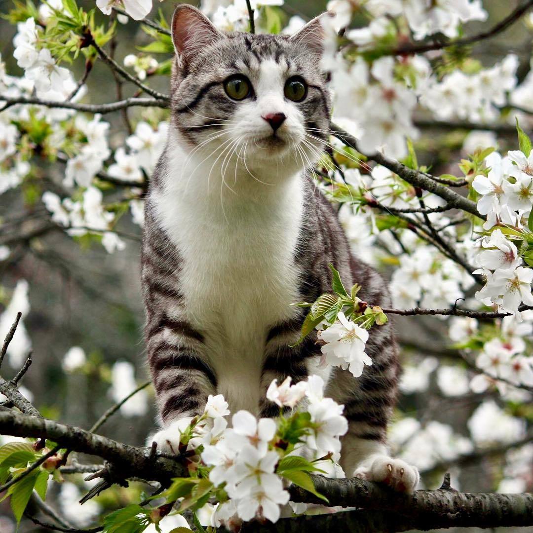 Nyankichi is a photogenic cat from Japan - cat, Animals, Pet, Longpost, Pets