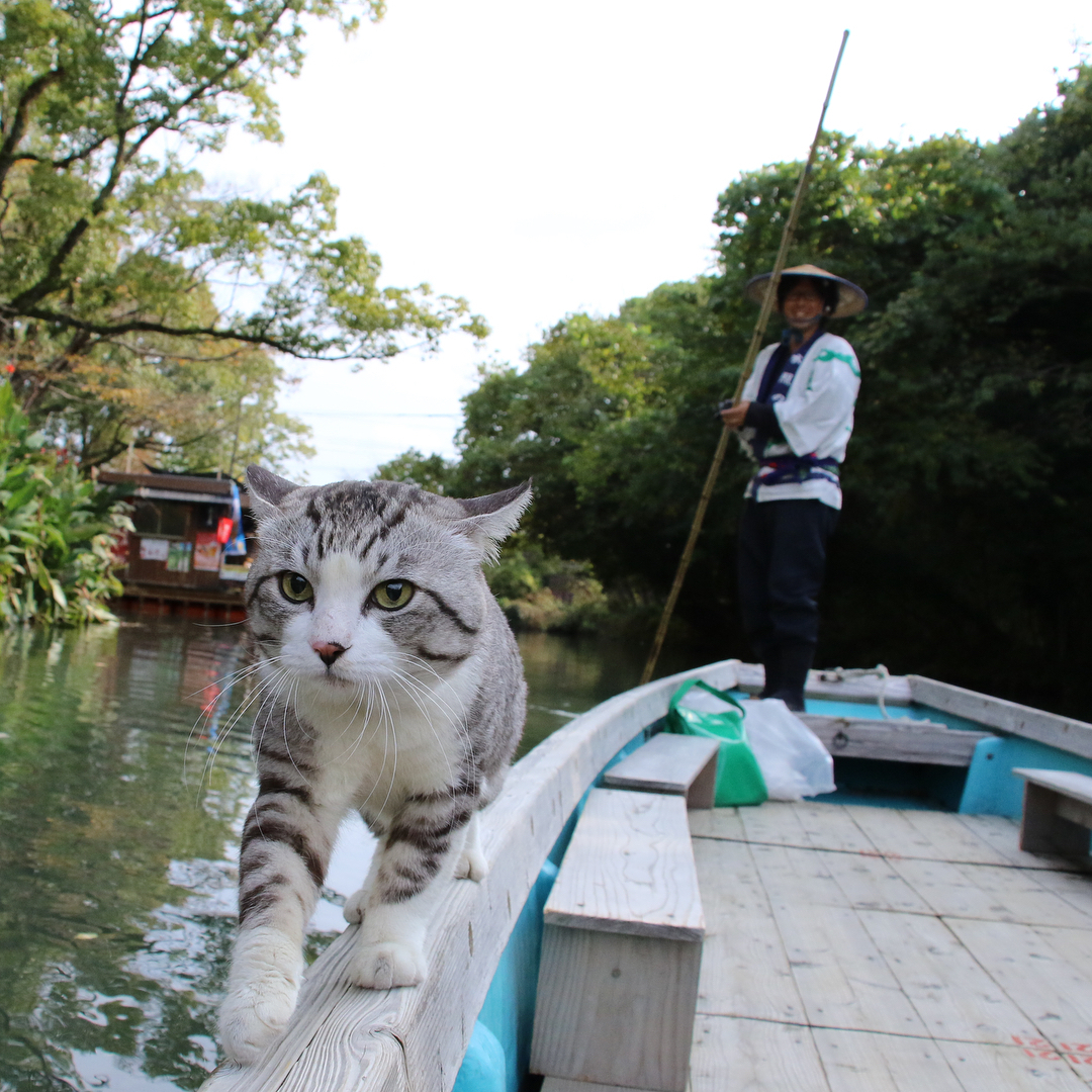 Nyankichi is a photogenic cat from Japan - cat, Animals, Pet, Longpost, Pets