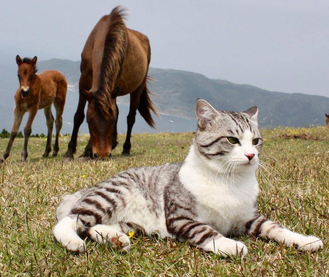 Ньянкичи — фотогеничный кот из Японии - Кот, Животные, Питомец, Длиннопост, Домашние животные