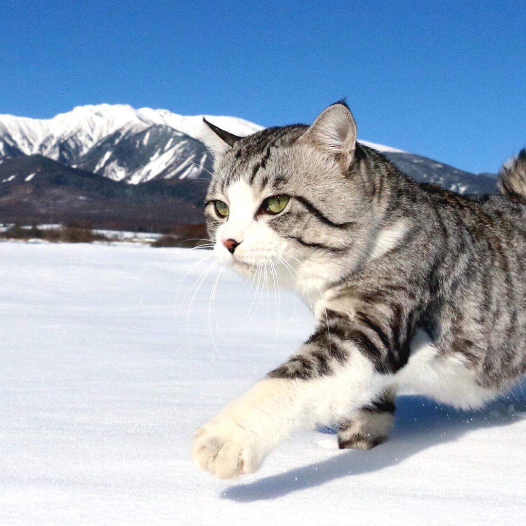 Ньянкичи — фотогеничный кот из Японии - Кот, Животные, Питомец, Длиннопост, Домашние животные