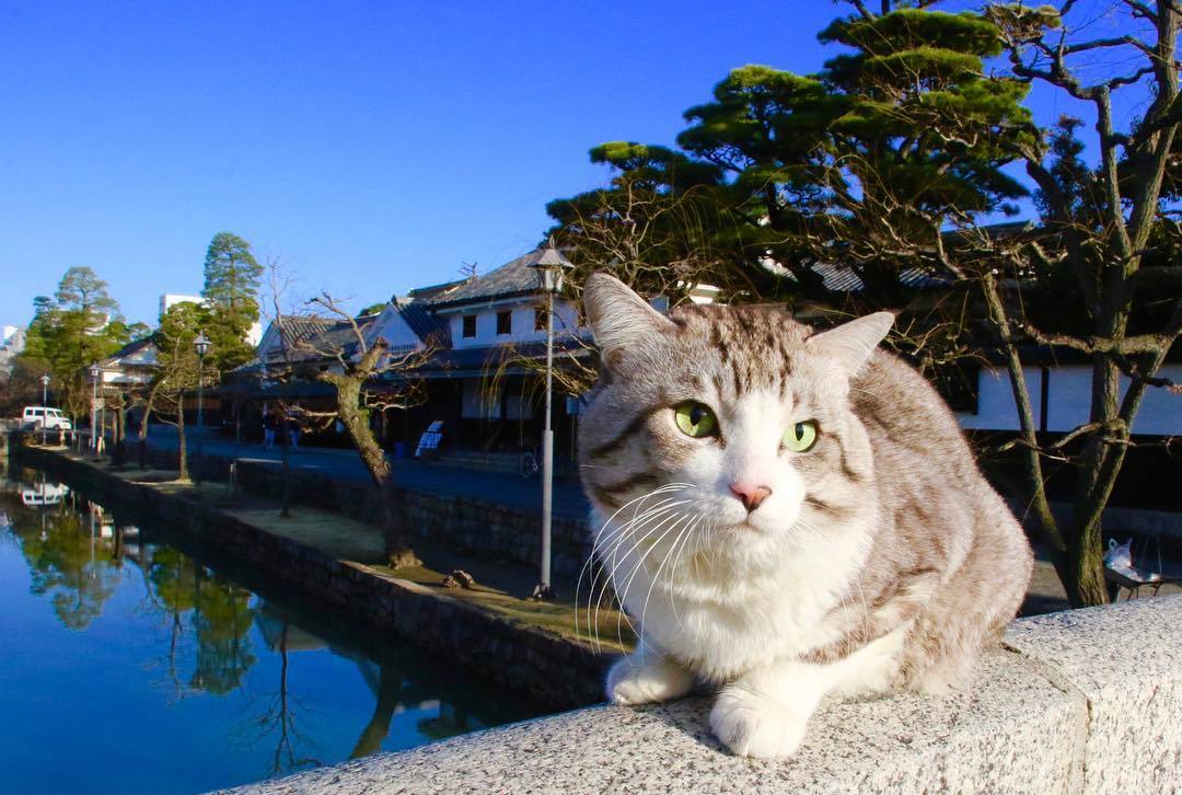 Ньянкичи — фотогеничный кот из Японии - Кот, Животные, Питомец, Длиннопост, Домашние животные