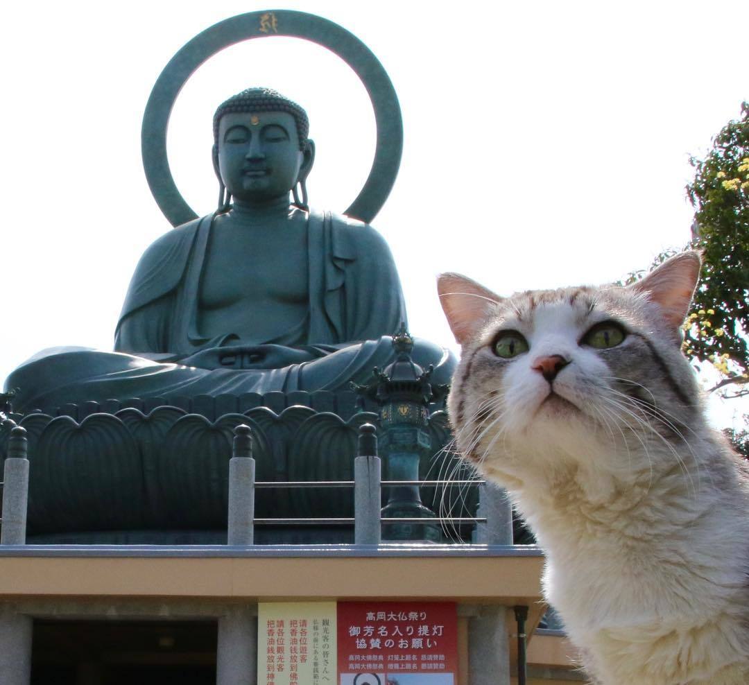 Nyankichi is a photogenic cat from Japan - cat, Animals, Pet, Longpost, Pets