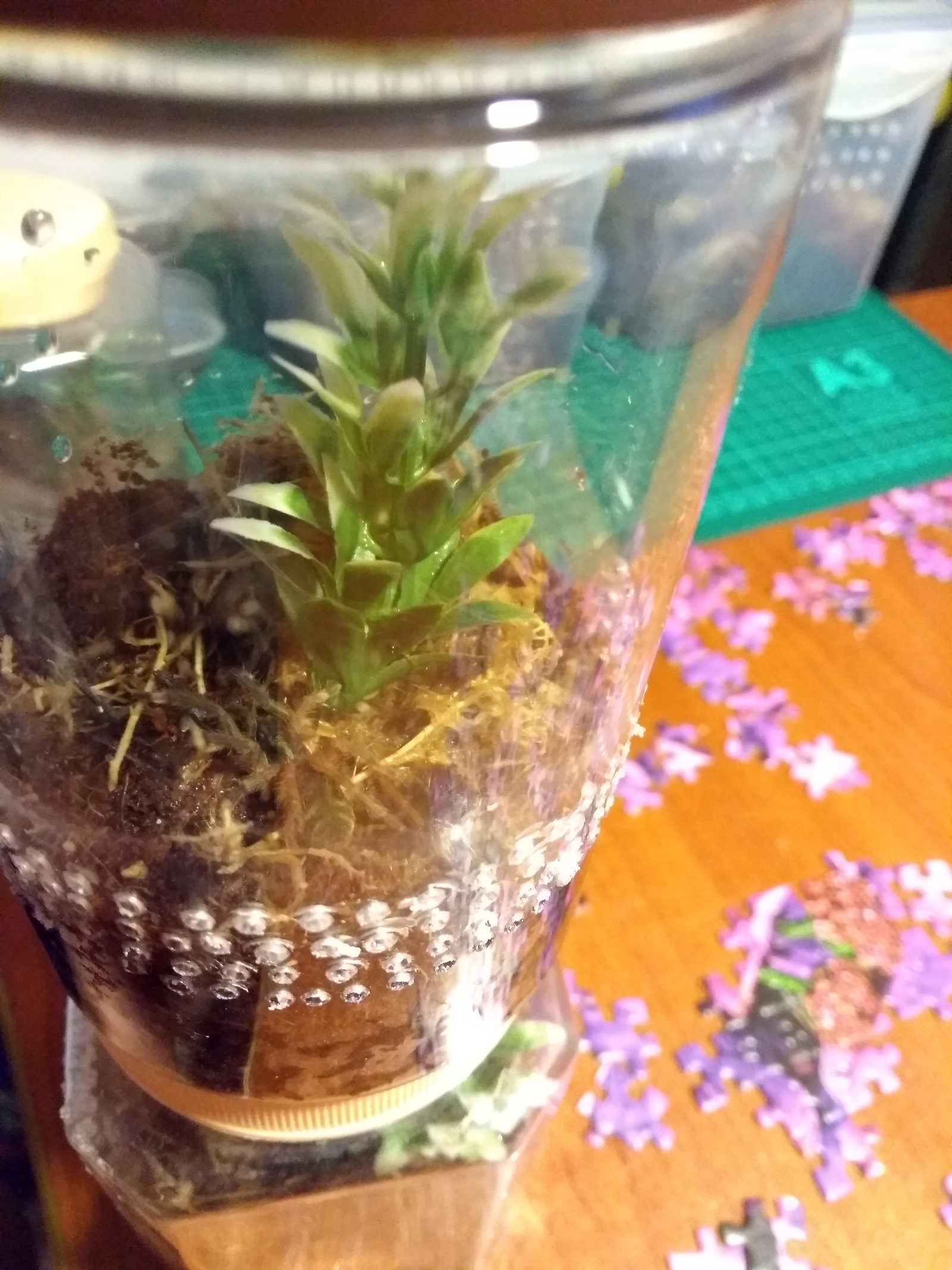 Small dwellings for small spiders - My, Terrarium, Terrariumistics, With your own hands, Bird spiders, Pets, Do it yourself, Longpost