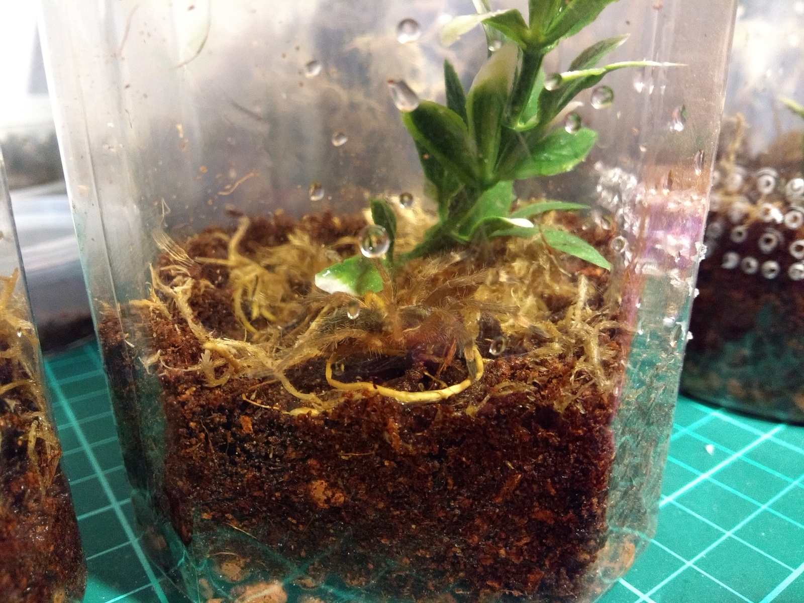 Small dwellings for small spiders - My, Terrarium, Terrariumistics, With your own hands, Bird spiders, Pets, Do it yourself, Longpost