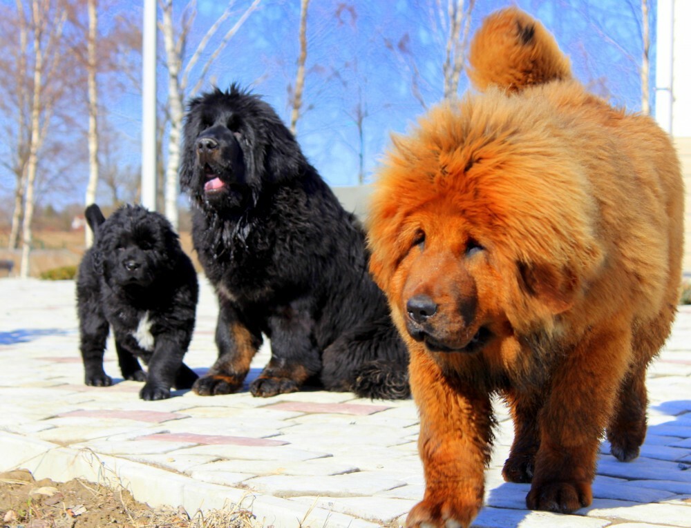 Rescue the Tibetan Mastiffs. - My, No rating, Dogs and people, Tibetan mastiff, Is free