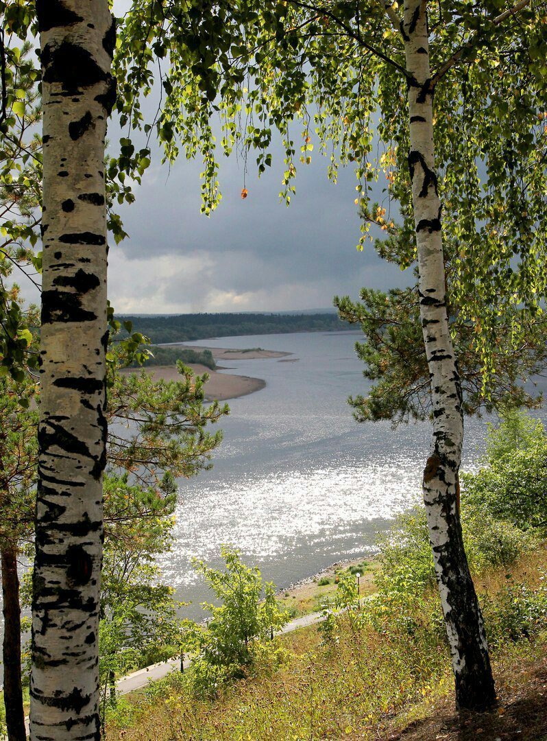 Vyatka River - Birch, The photo, Summer, Nature, Vyatka, River
