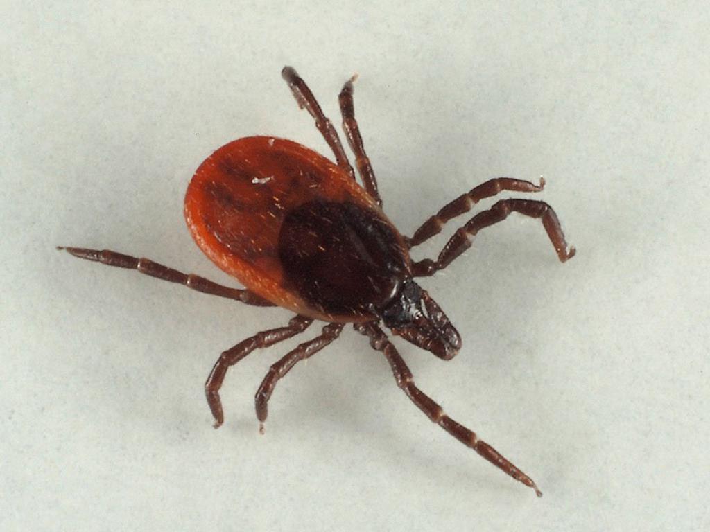 Just about ticks - My, Dog, cat, Mite, Longpost