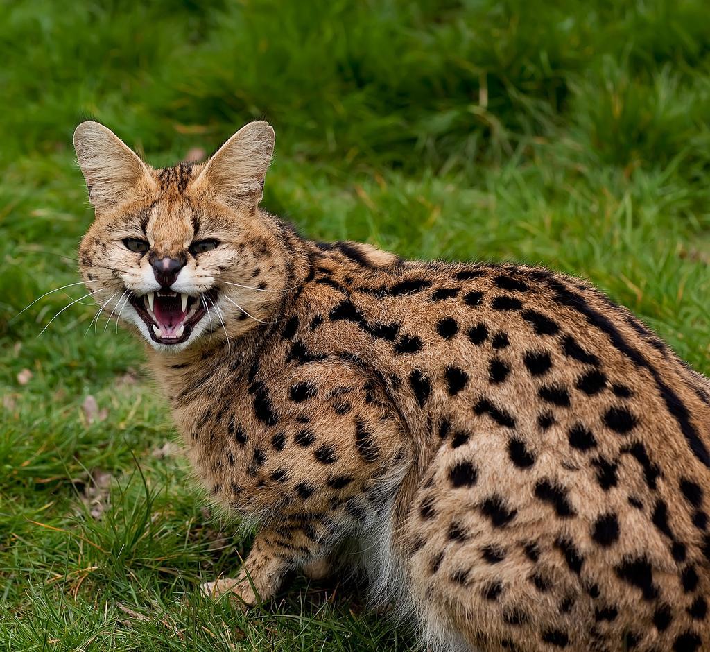 Serval - Serval, Predator, Cat family, Animals, Longpost