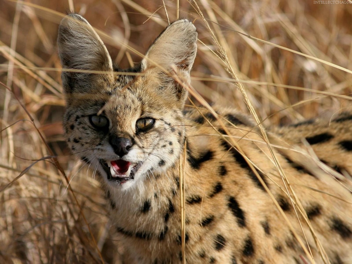 Serval - Serval, Predator, Cat family, Animals, Longpost