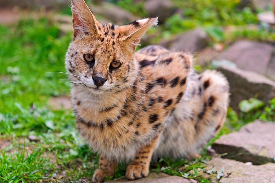 Serval - Serval, Predator, Cat family, Animals, Longpost