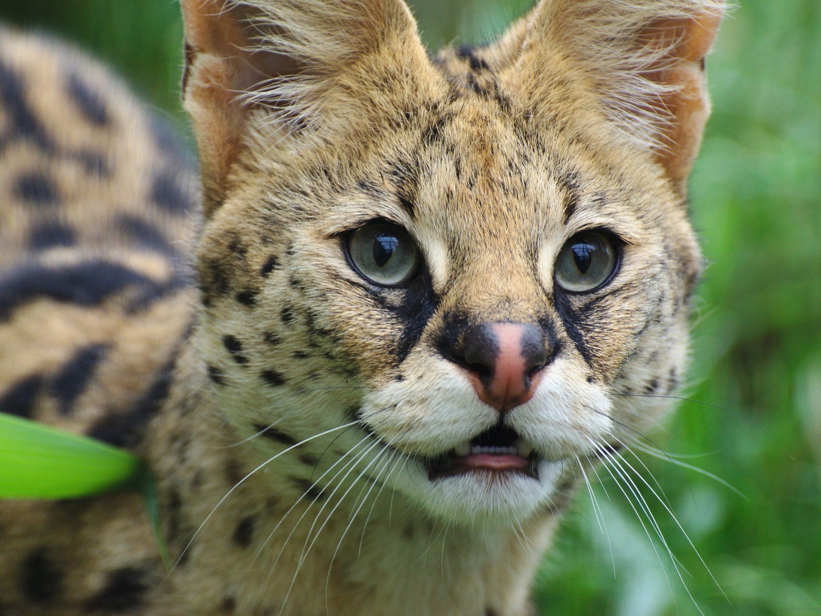 Serval - Serval, Predator, Cat family, Animals, Longpost