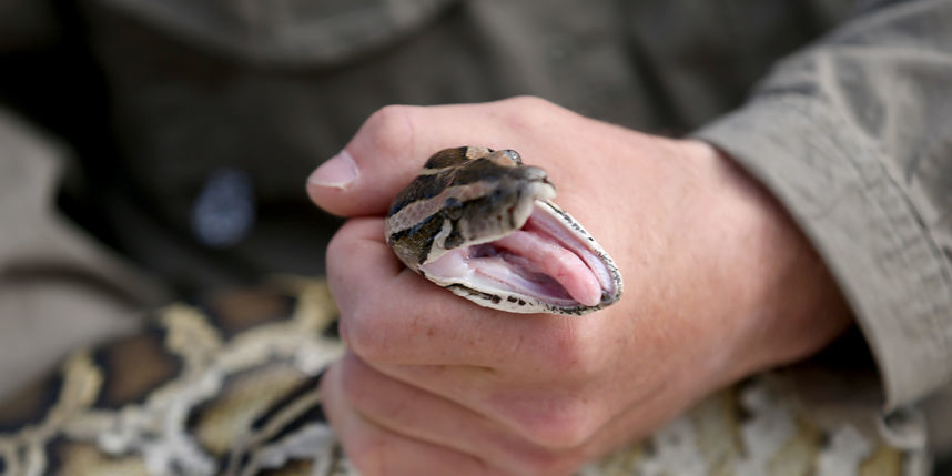 In Australia, a poisonous snake guarded the family under the rim of the toilet - Australia, Snake, Animals, The photo, Reptiles, news