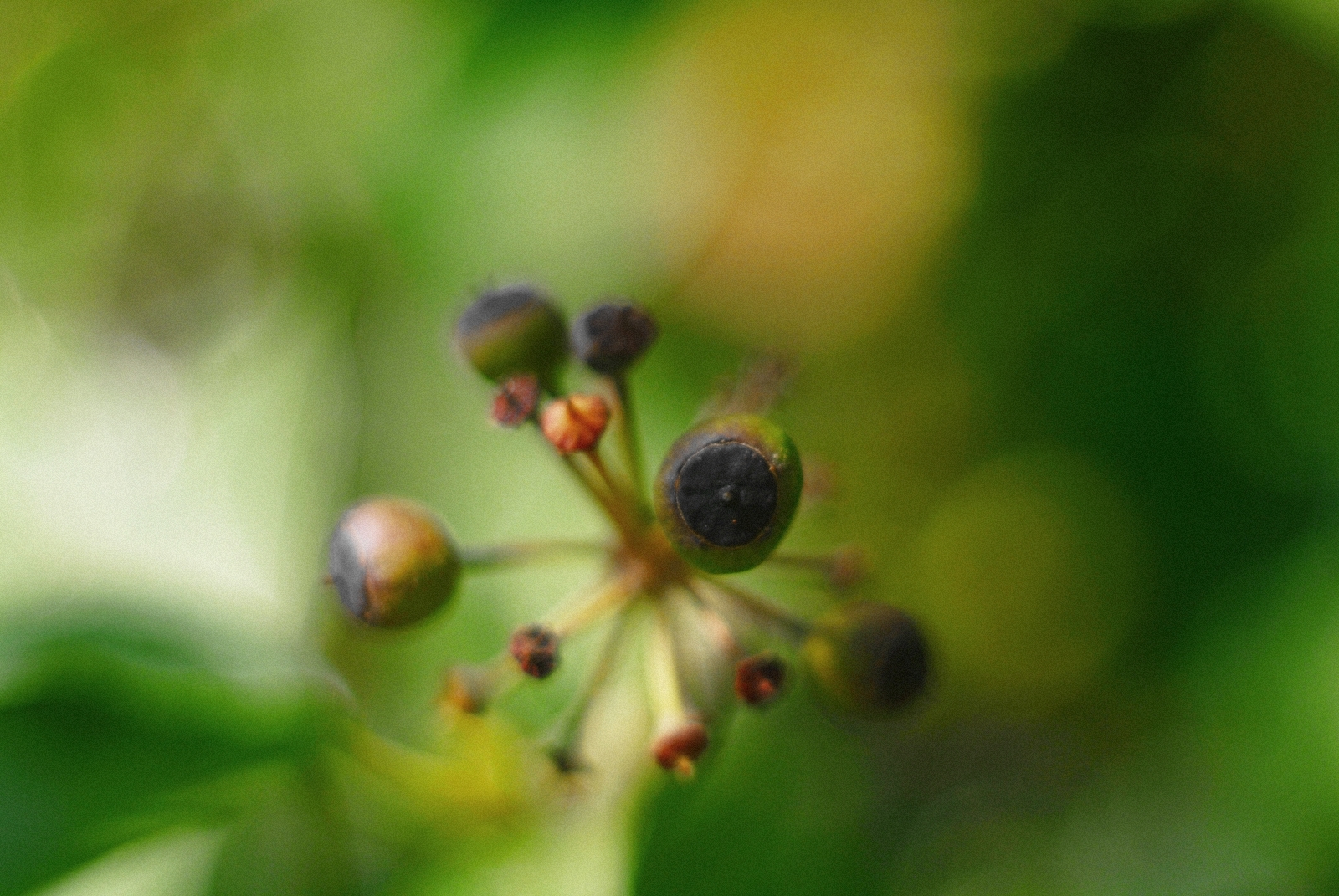 Macrocosm - My, The photo, Nature, Botany, Macro, Flora, Macro photography