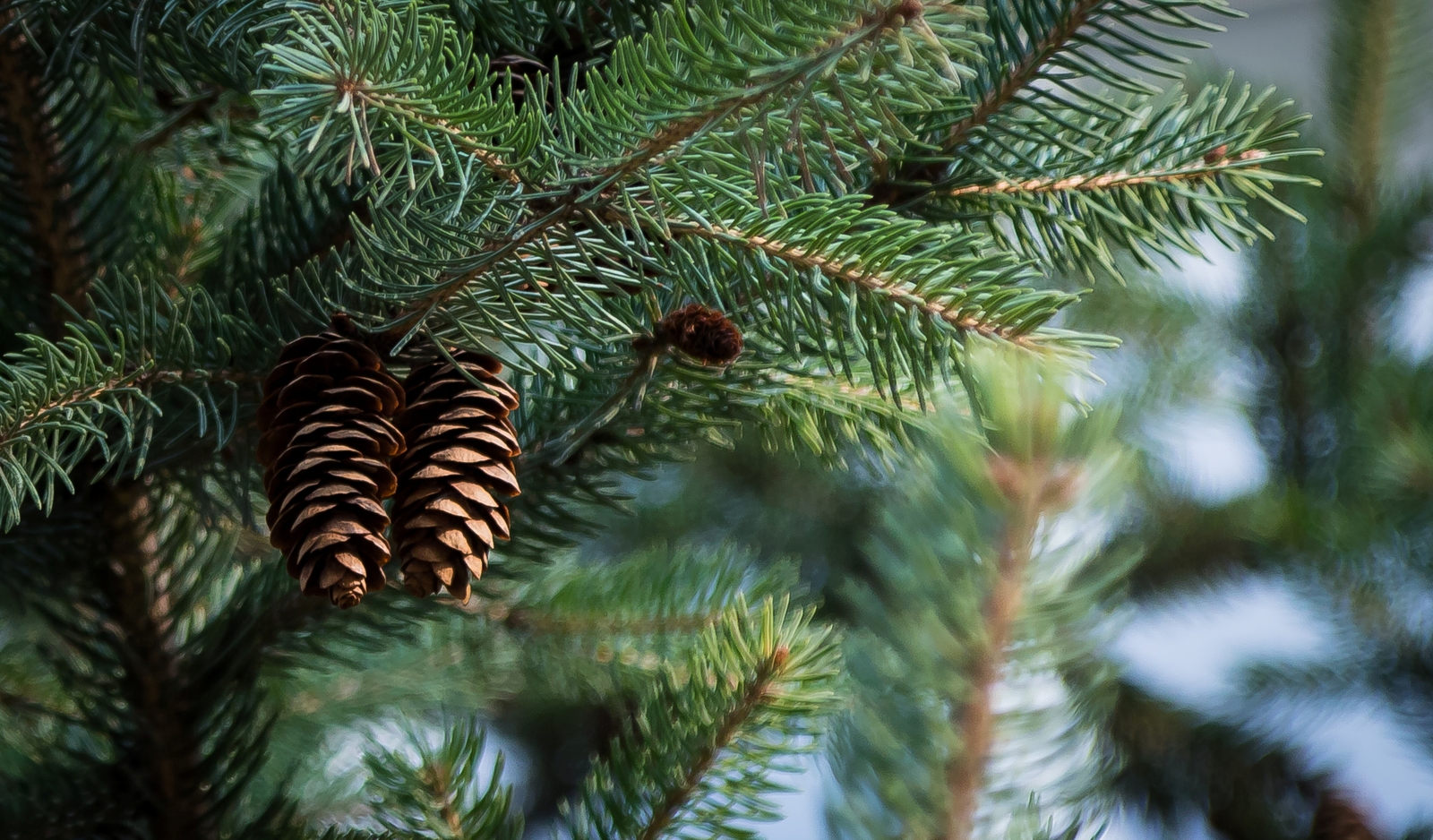 Cones - My, The photo, Christmas trees, Nature