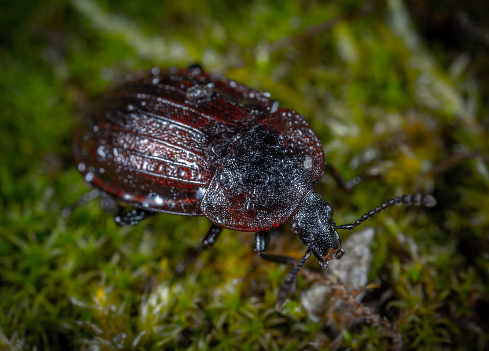 dead beetle - My, , , Жуки, Macro, Macrohunt, , Longpost, Macro photography