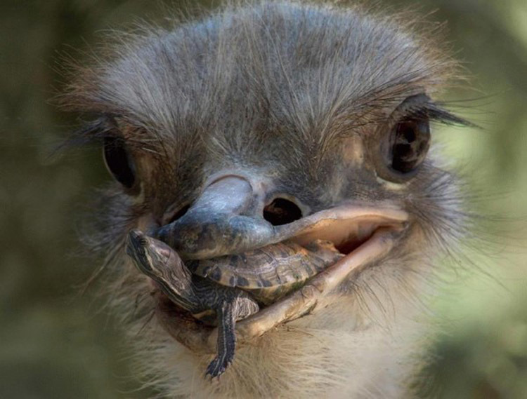 Ostrich. - Ostrich, Nature, , GIF, Longpost