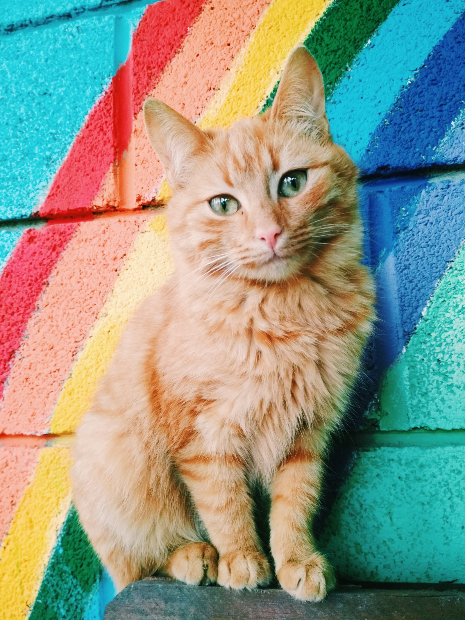 Rainbow cat - My, Catomafia, cat